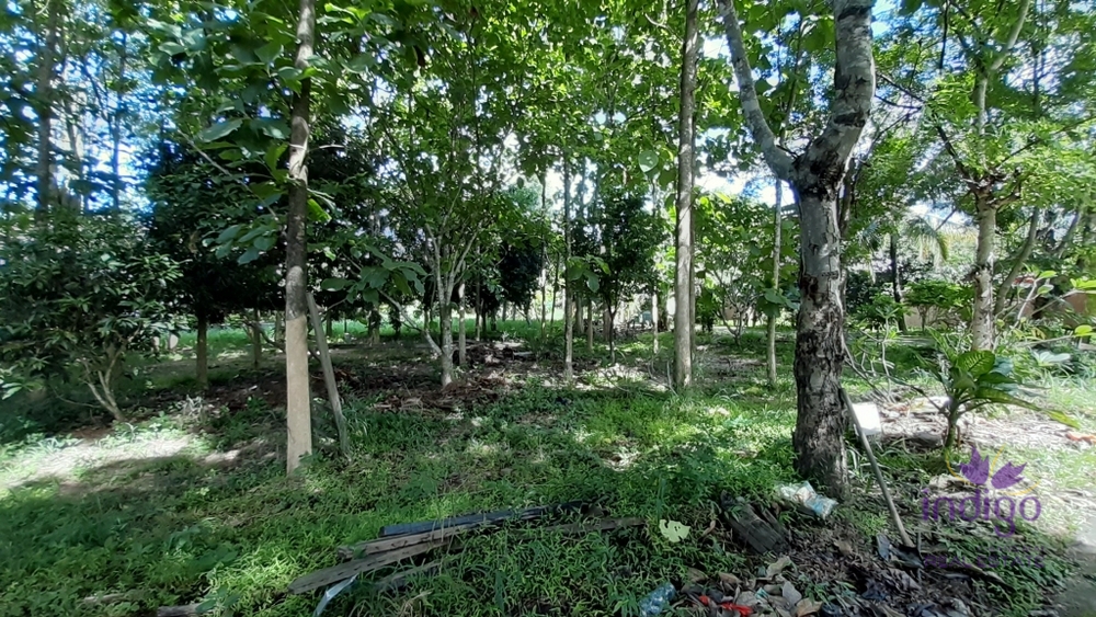 Land for Sale - San Sai