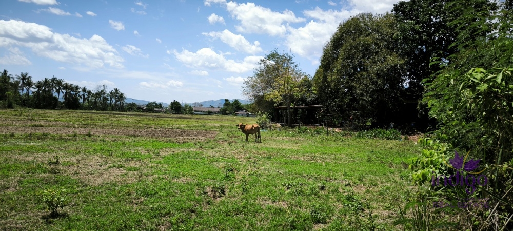 Land for Sale - Chiang Dao