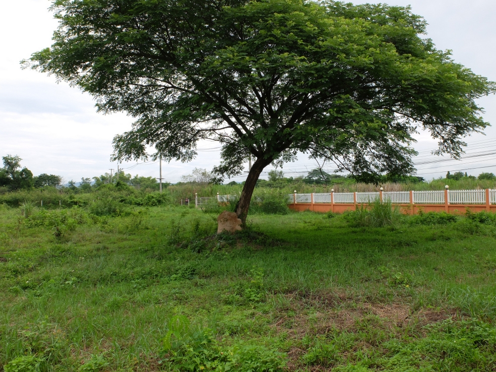 Land for Sale - San Sai